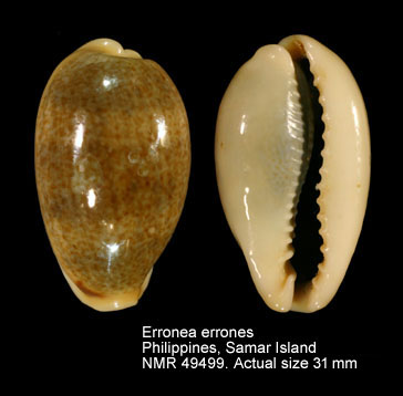 Erronea errones.jpg - Erronea errones(Linnaeus,1758)
